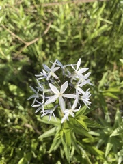 Amsonia rigida