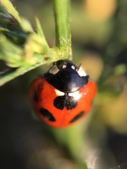 Coccinella septempunctata