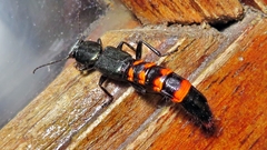 Taenodema
