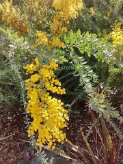 Acacia cultriformis