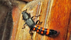 Taenodema