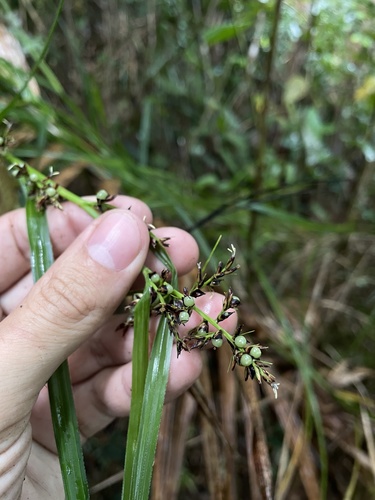 Scleria canescens