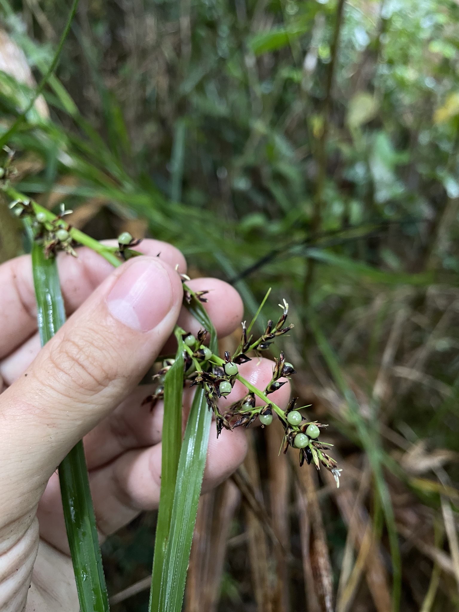 Scleria canescens
