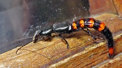 Taenodema