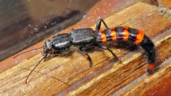 Taenodema