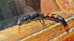Taenodema