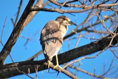 Nycticorax nycticorax