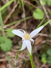 Rhynchospora colorata image