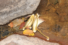 Pseudobombax palmeri