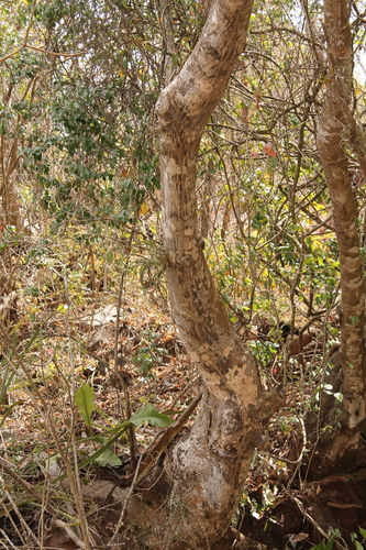 Pseudobombax palmeri