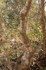 Pseudobombax palmeri