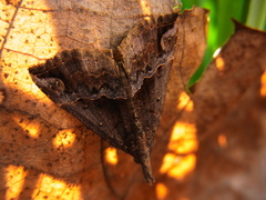 Hypena indicatalis