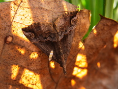 Hypena indicatalis