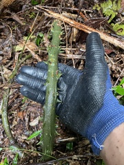 Smilax coriacea