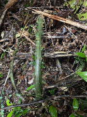 Smilax coriacea