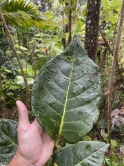 Coccoloba sintenisii