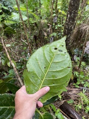 Coccoloba sintenisii