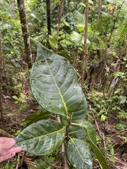 Coccoloba sintenisii