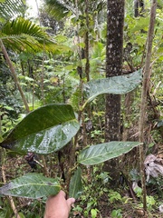 Coccoloba sintenisii
