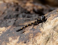 Cordulephya pygmaea