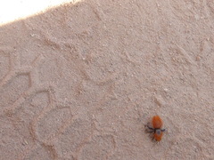 Dasymutilla californica