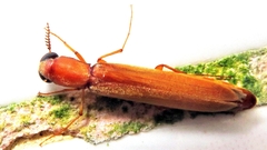 Lymexylidae