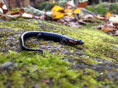 Desmognathus imitator