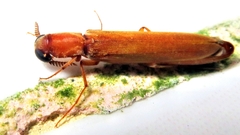 Lymexylidae