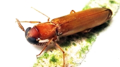 Lymexylidae