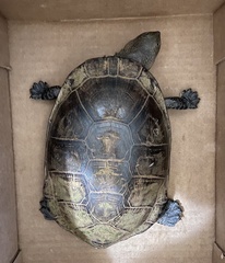 Acanthochelys radiolata