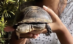 Acanthochelys radiolata