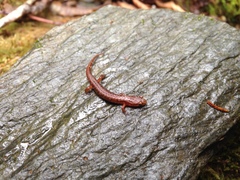 Desmognathus wrighti