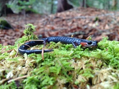 Plethodon jordani