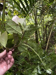 Coccoloba pyrifolia