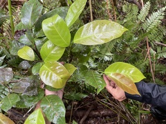 Coccoloba pyrifolia