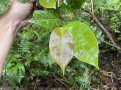 Coccoloba pyrifolia