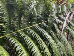 Cyathea horrida