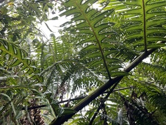 Cyathea horrida