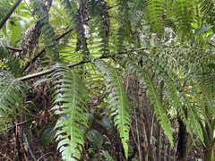 Cyathea horrida