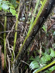 Cyathea horrida