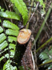 Cyathea horrida