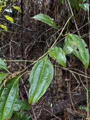 Miconia borinquensis