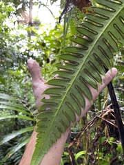 Cyathea horrida