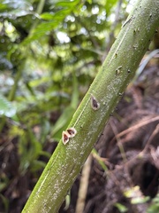 Cyathea horrida