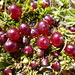Coprosma atropurpurea - Photo (c) Murray NZ, some rights reserved (CC BY), uploaded by Murray NZ
