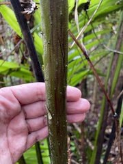 Cyathea horrida