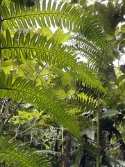 Cyathea horrida