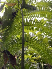 Cyathea horrida