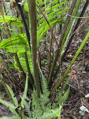 Cyathea horrida