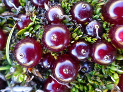 Coprosma atropurpurea